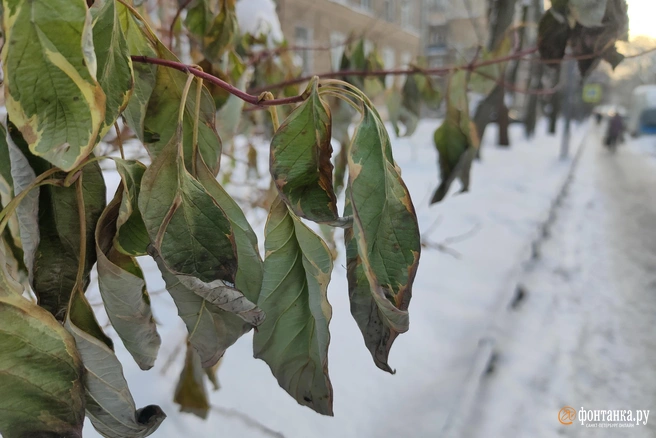 Первый мокрый снег пройдет в середине октября | Источник: Mikhail Ognev