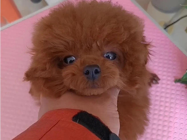 Этот щенок занял третье место в топе дорогих питомцев | Источник: Avito.ru