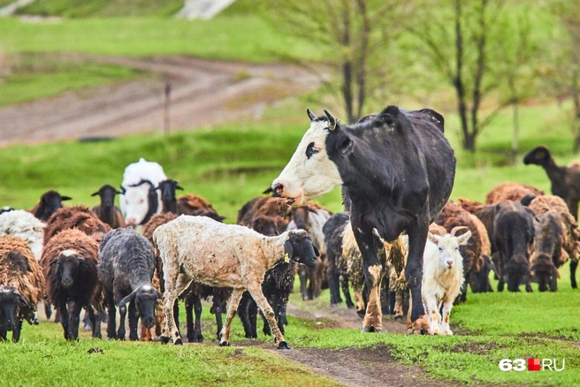 Источник: Роман Данилкин / 63.RU