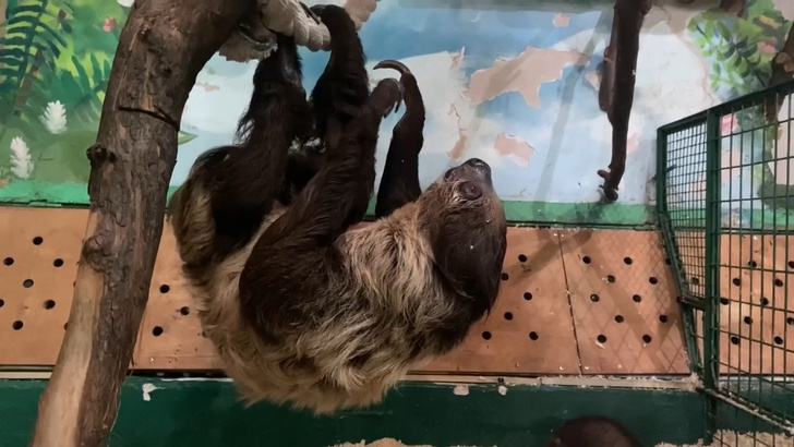 Пришлось фиксировать: в Челябинском зоопарке выяснили, почему ленивец равнодушен к подруге
