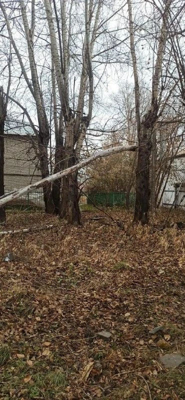 На улице Хилокской из-за упавшего дерева нет электричества почти сутки | Источник: Предоставила Жанна Олейникова