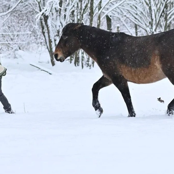 Источник: Школа Свободных Лошадей/koneterapia.ru