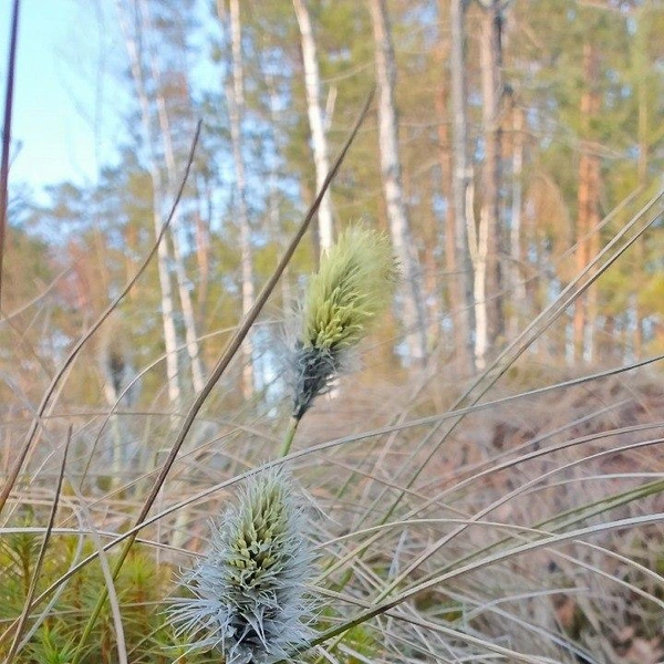 Источник: Каждой твари по паре | Павел Глазков