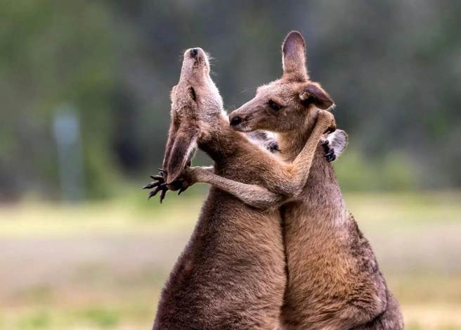 Источник: Alexander Babych / www.comedywildlifephoto.com