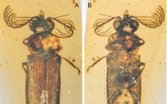 Ученые обнаружили самого древнего светлячка