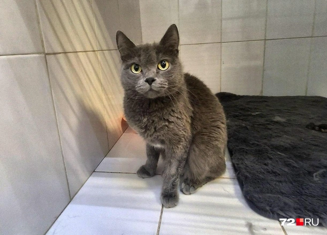 Кошка не очень любит позировать для фото, но на этот раз согласилась | Источник: предоставлено волонтерами