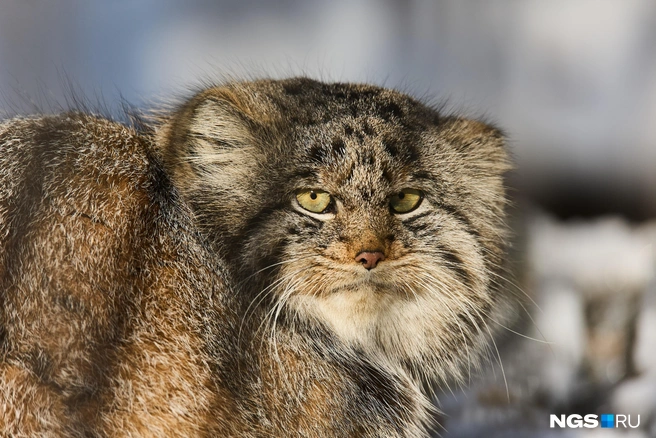Манул остался без добычи | Источник: Александр Ощепков / NGS.RU