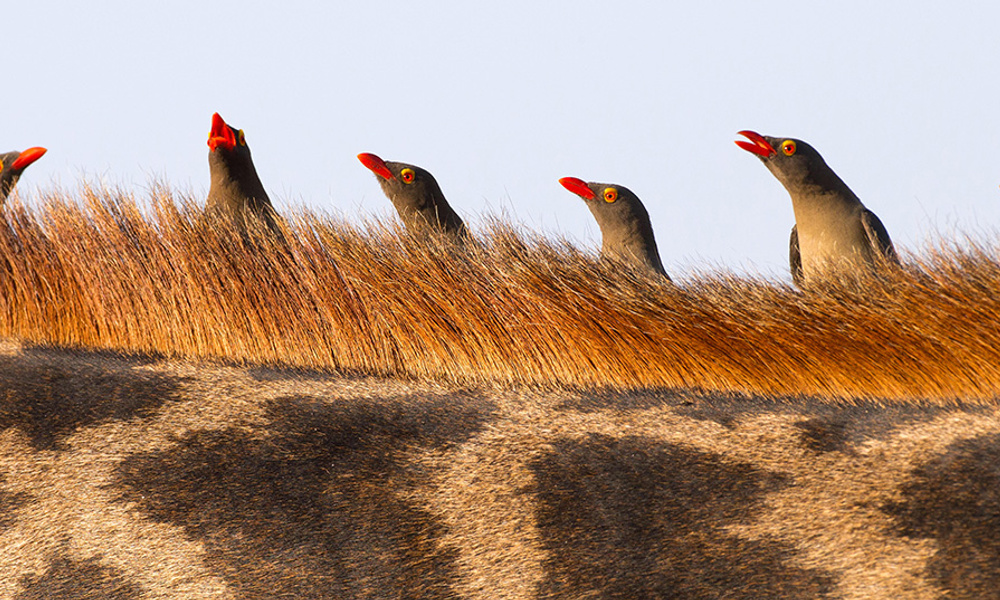 Симбиоз в саванне | Публикации | Вокруг Света