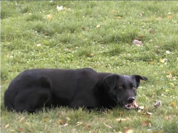 Собака живет на Университетском проспекте в Советском районе | Источник: читатели V1.RU