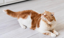 Ветеринар Гусева объяснила, почему кошки едят туалетную бумагу