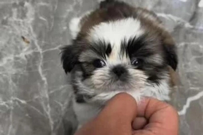 Shih Tzu Puppy Sells for 1.5 Million Rubles in Surgut
