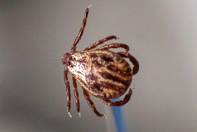 Клещи в Югре станут активнее уже в марте