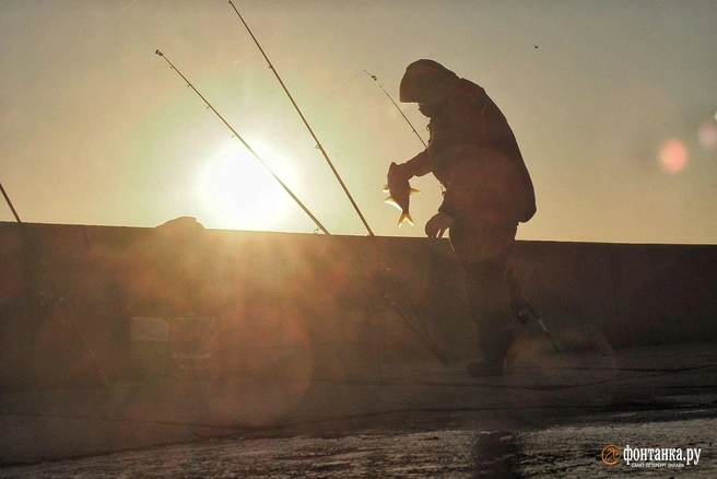 В Петербурге заметили очень редкого гостя. Его не было почти месяц | Источник: Михаил Огнев / FONTANKA.RU