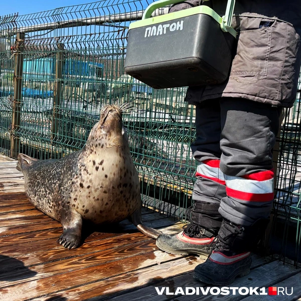 Источник: Елена Буйвол / VLADIVOSTOK1.RU