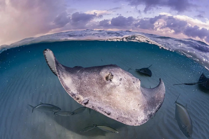 Самые красивые фотографии морских животных по версии The Nature Photography Contest | Источник: Саймон Бидди