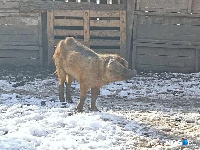 Внешний вид некоторых животных пугает дачников | Источник: Андрей Бортко / NGS.RU