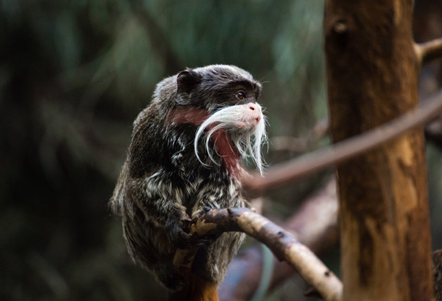 Самые милые животные фото