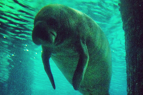 Зоопарк Singapore Zoo | Источник: Архивы пресс-служб