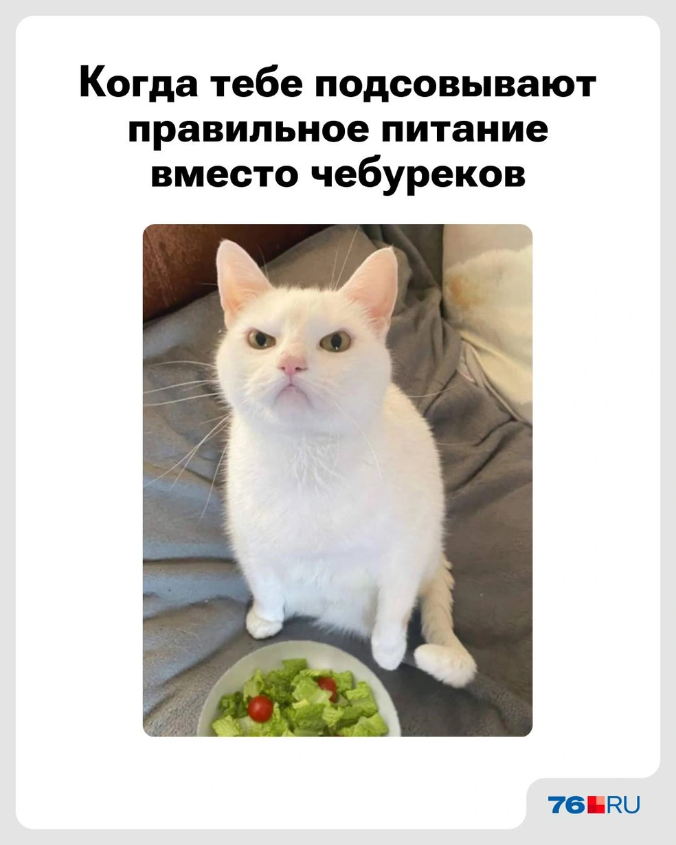 Ох уж эти салаты! | Источник: Городские медиа