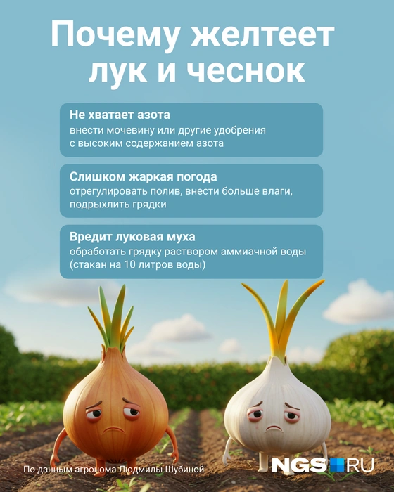 Грядкам поможет азот | Источник: Юрий Орлов / Городские медиа