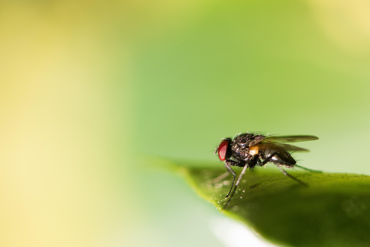 Как избавиться от мух летом: три простых лайфхака
