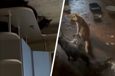 В Екатеринбурге квартира с 10 кошками стала рассадником тараканов