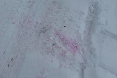 В Екатеринбурге собакам угрожает сладкая отрава из машин