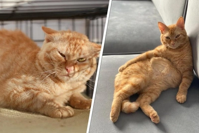 Кот Коврик из Перми выжил на теплотрассе и переехал на Кипр