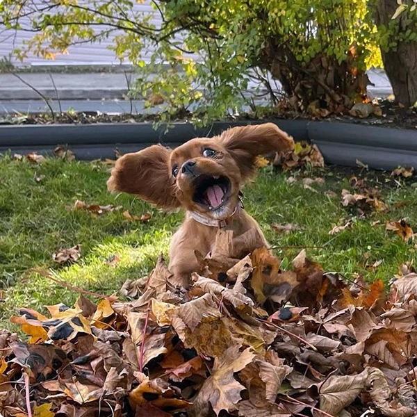 Самые смешные собаки из фотосообщества We Rate Dogs | Источник: соцсети