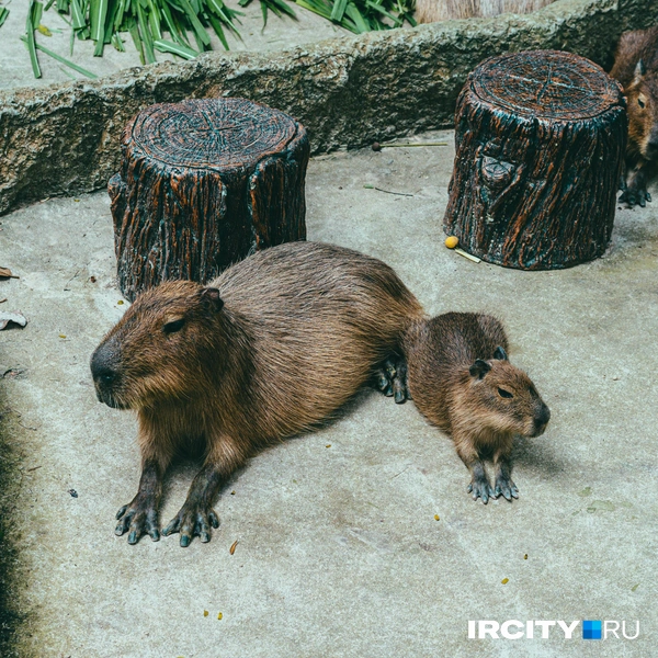 Источник: Алина Ринчино / «ИрСити»