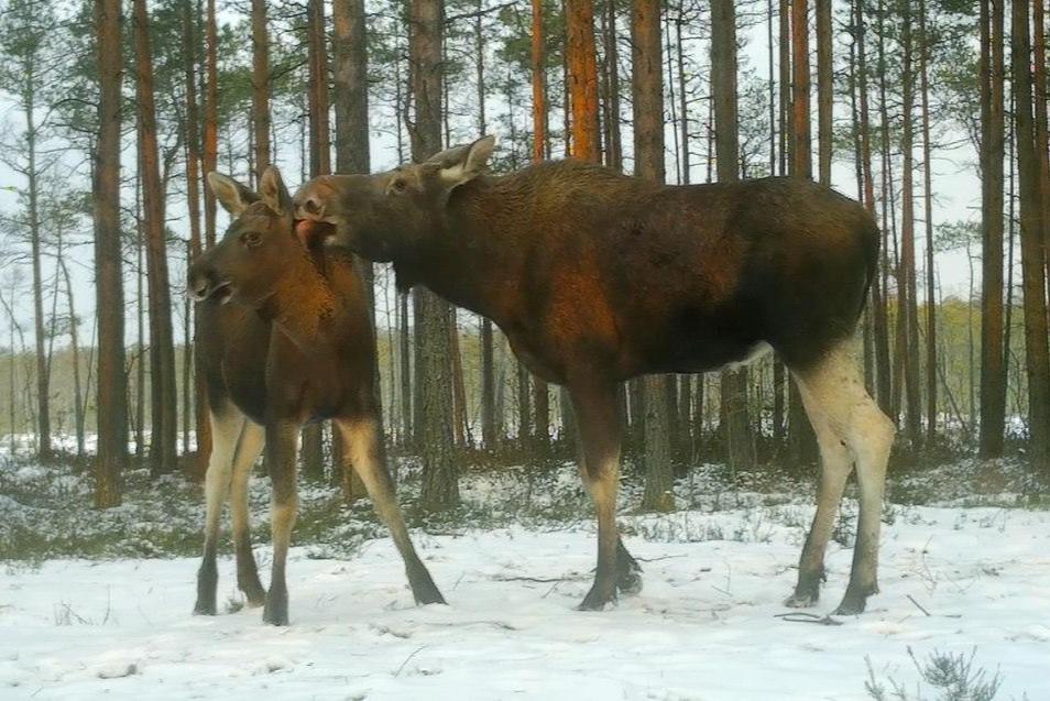 Всё как у людей. Биолог показал, как в Ленобласти молодые лоси пытаются освободить голову от ненужного груза