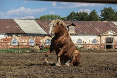 Конфликт собственников угрожает лошадям в Починках