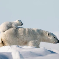 Там, где всегда мороз: как подрастают белые медвежата на Баффиновой Земле — 8 милых фото