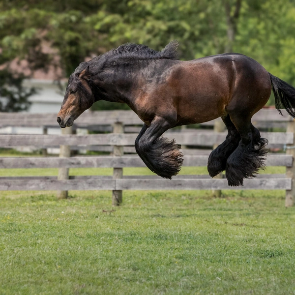 Источник: Debby Thomas / Comedy Pet Photography Awards