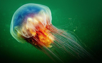 Cмертоносная львиная грива: может ли медуза цианея волосистая убить человека