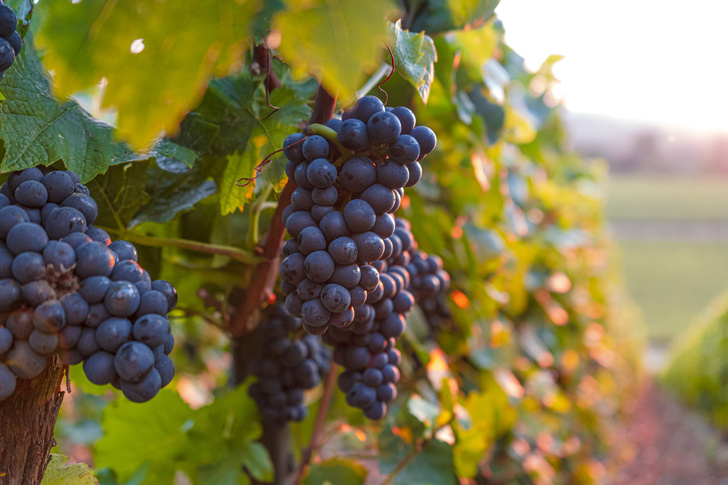 Ученые выяснили, где впервые появились сорта винного винограда