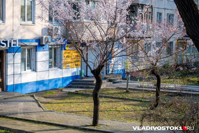 Источник: Елена Буйвол / VLADIVOSTOK1.RU