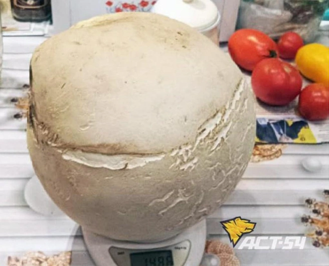 Вес гриба — 1,5 килограмма | Источник: «АСТ-54 Black» / Telegram