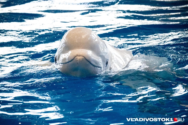 Источник: Елена Буйвол / VLADIVOSTOK1.RU