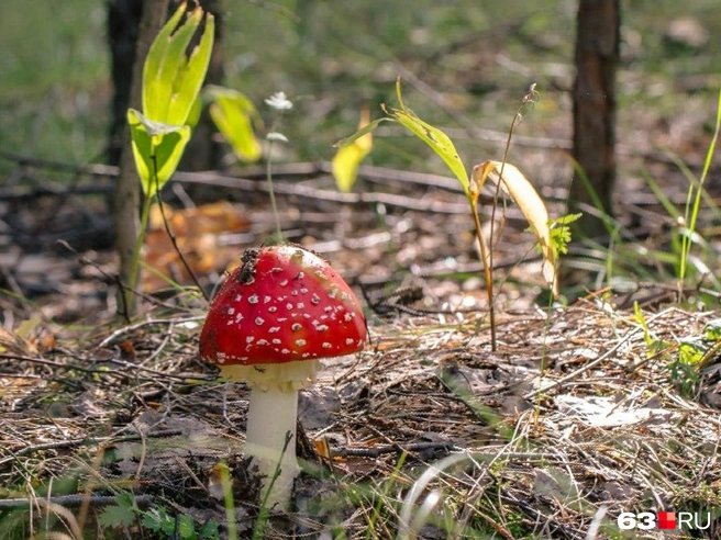 У всех мухоморов есть пятнышки, это их отличительная черта | Источник: Роман Данилкин / 63.RU