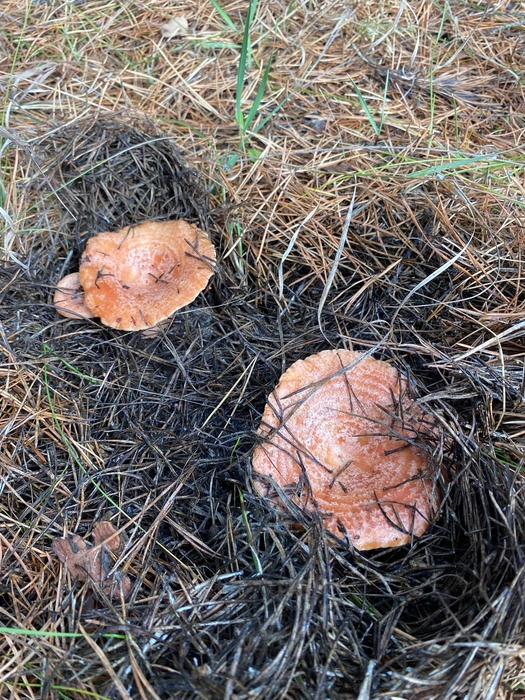 Жареные со сметаной. Просто м-м-м… | Источник: Олеся Пригодская / vk.com