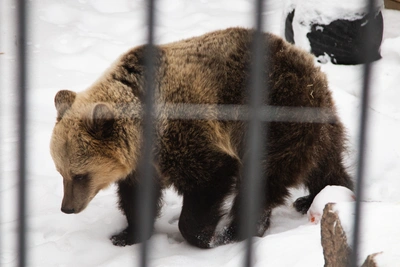 Медведи в Югре проснулись после зимней спячки