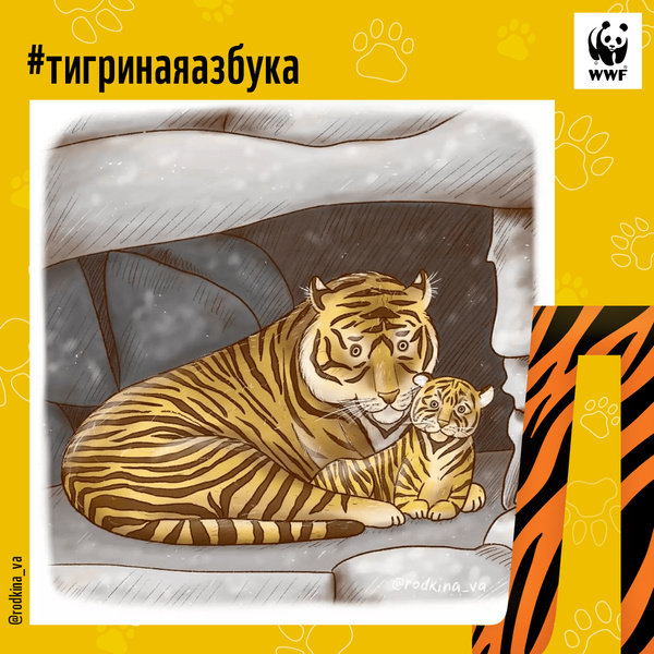 Фото №12 - Тигры от А до Я: WWF России и Woman.ru выпустили карточки об амурском тигре