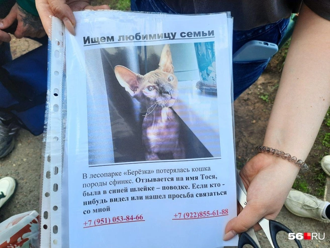 Если вы видели эту кошечку, позвоните по указанным телефонам | Источник: Анастасия Баринова / 56.RU