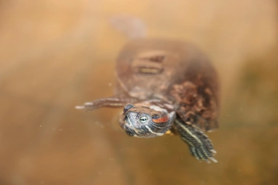 Heat Network Accident in Vladivostok Endangers Lake and Residents