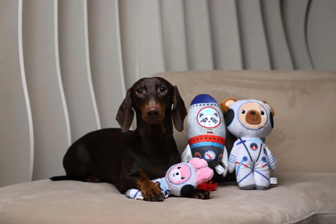 В честь Лайки, Белки и Стрелки: Triol выпустили космические игрушки для собак | Источник: Triol