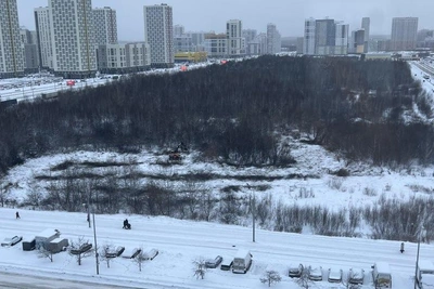 В Академическом вырубают деревья под застройку: что происходит?