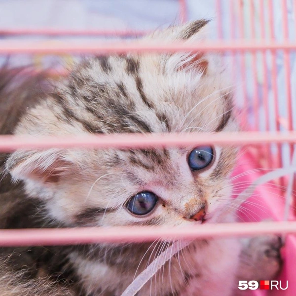 Котята совсем еще крошки | Источник: Тимофей Калмаков / 59.RU