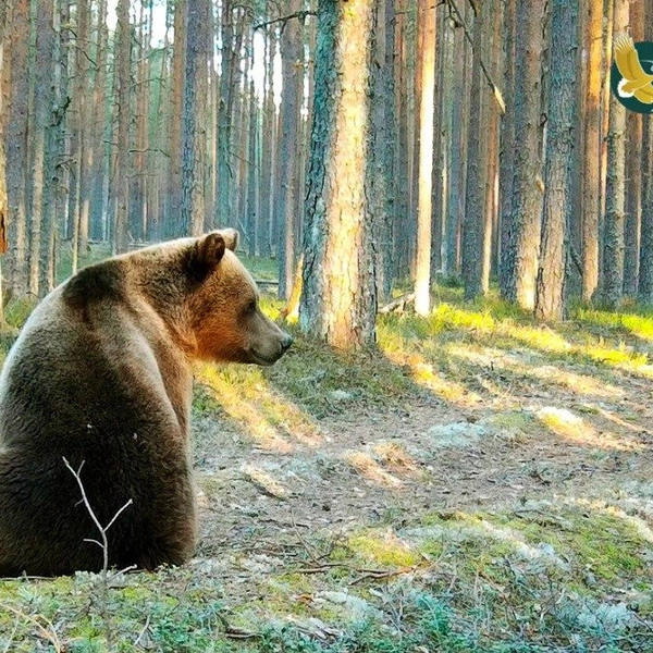 Источник: Нижне-Свирский заповедник
