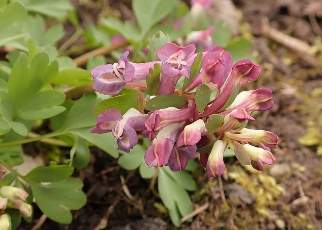 Хохлатка плотная (Corydalis solida) | Источник: Krzysztof Ziarnek, Kenraiz / CC BY-SA 4.0